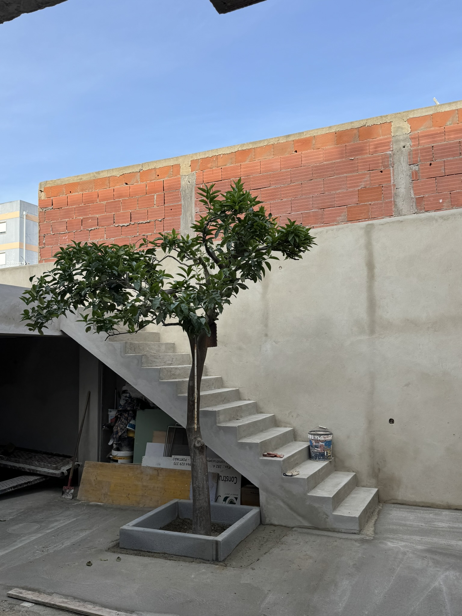 New  base for the orange tree